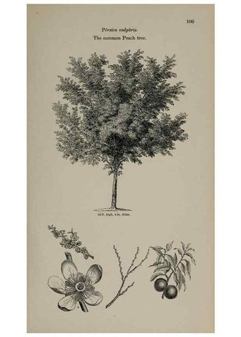 Reproducción/Reproduction 7064300605: Arboretum et fruticetum britannicum, or :. London :J.C. Loudon,1844.
