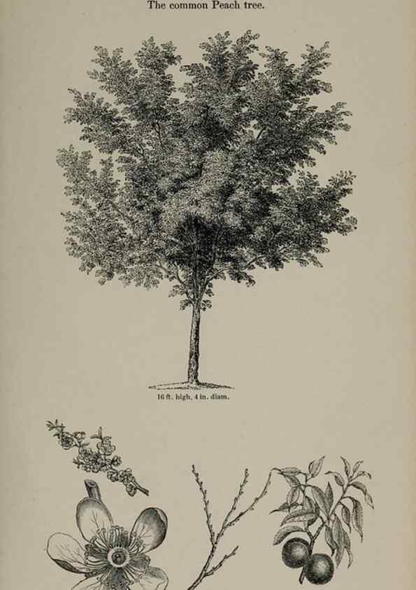 Reproducción/Reproduction 7064300605: Arboretum et fruticetum britannicum, or :. London :J.C. Loudon,1844.