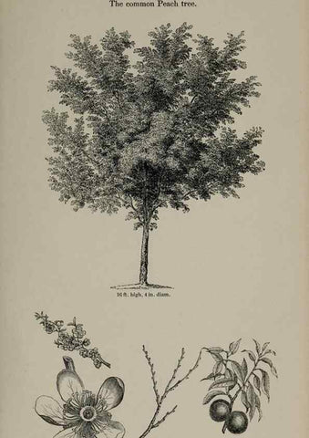 Reproducción/Reproduction 7064300605: Arboretum et fruticetum britannicum, or :. London :J.C. Loudon,1844.