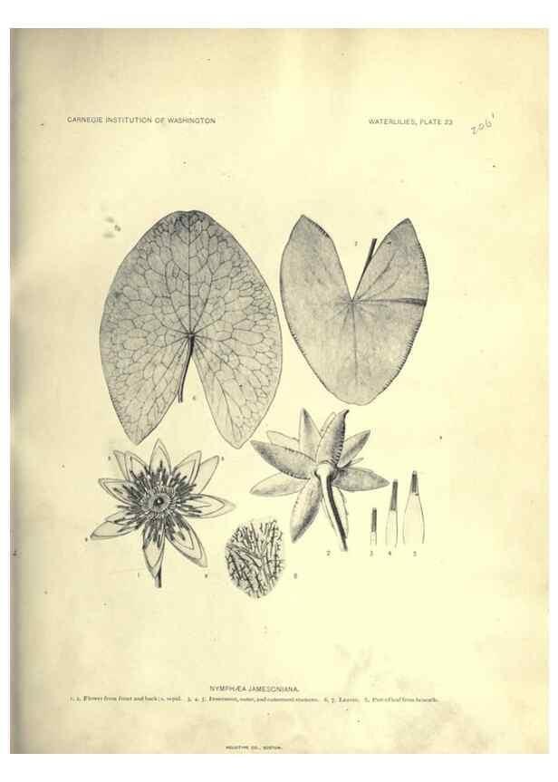 Reproducción/Reproduction 6914800490: The waterlilies:. [Washington]Published by the Carnegie Institution of Washington1905