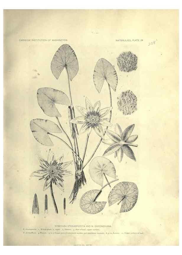 Reproducción/Reproduction 7060882793: The waterlilies:. [Washington]Published by the Carnegie Institution of Washington1905