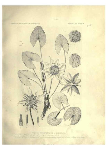 Reproducción/Reproduction 7060882793: The waterlilies:. [Washington]Published by the Carnegie Institution of Washington1905