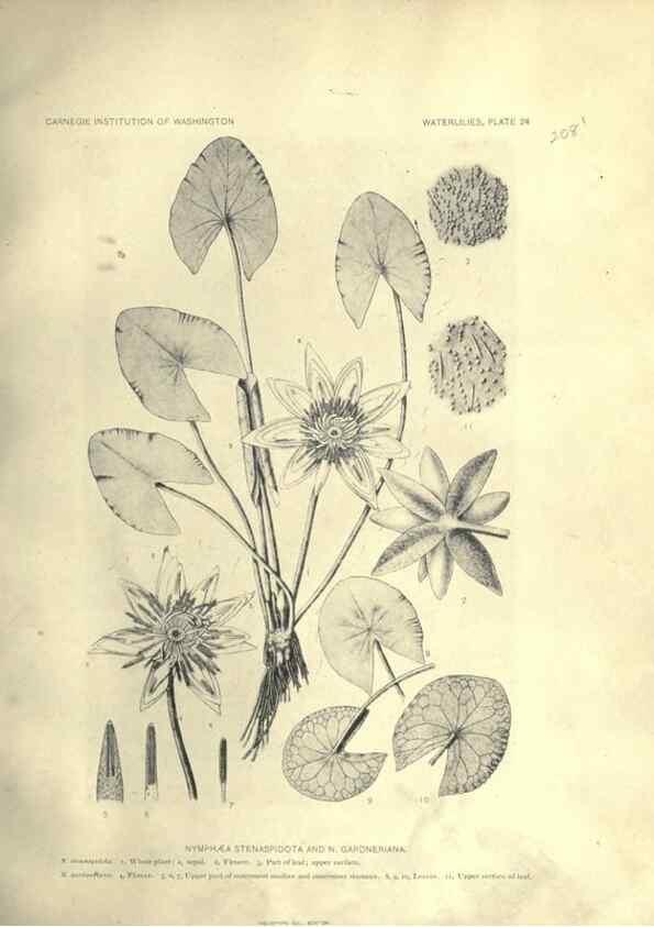 Reproducción/Reproduction 7060882793: The waterlilies:. [Washington]Published by the Carnegie Institution of Washington1905