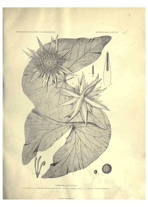Reproducción/Reproduction 7060883535: The waterlilies:. [Washington]Published by the Carnegie Institution of Washington1905