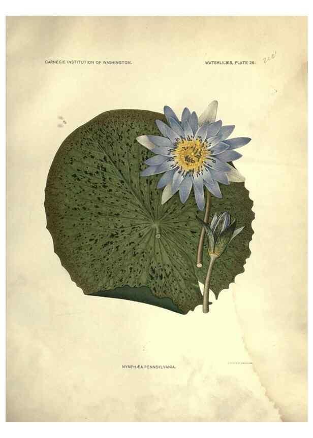 Reproducción/Reproduction 6914803470: The waterlilies:. [Washington]Published by the Carnegie Institution of Washington1905