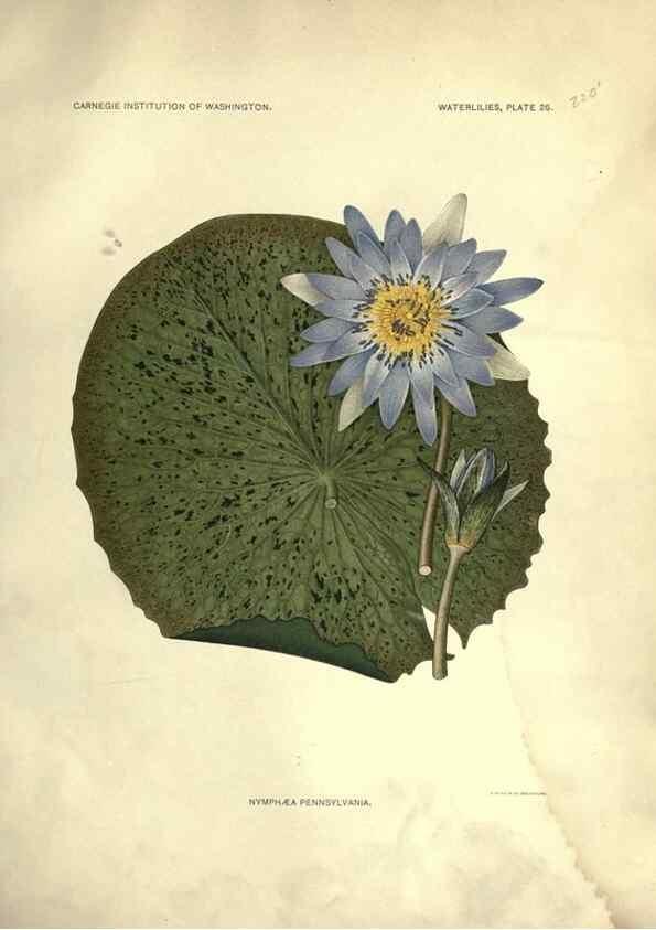 Reproducción/Reproduction 6914803470: The waterlilies:. [Washington]Published by the Carnegie Institution of Washington1905