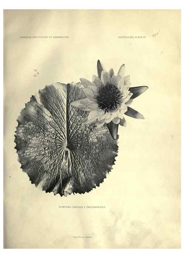 Reproducción/Reproduction 6914804300: The waterlilies:. [Washington]Published by the Carnegie Institution of Washington1905