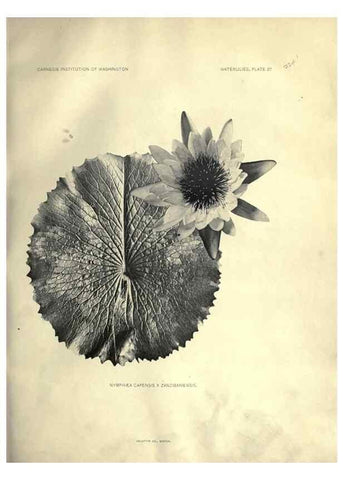 Reproducción/Reproduction 6914804300: The waterlilies:. [Washington]Published by the Carnegie Institution of Washington1905