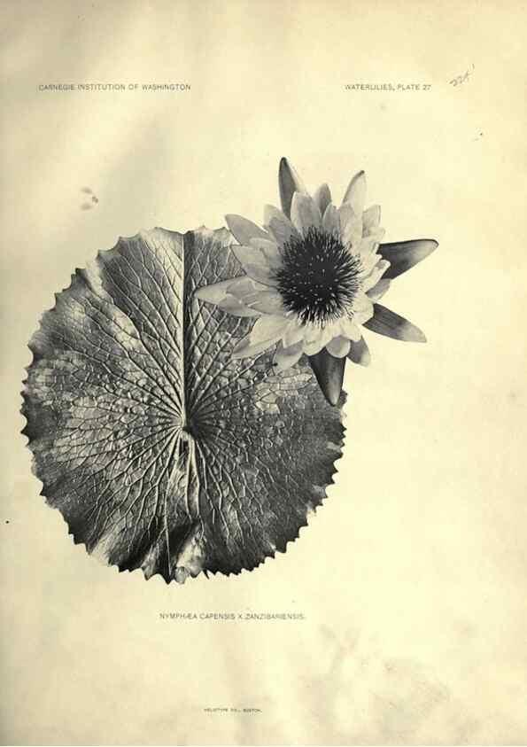 Reproducción/Reproduction 6914804300: The waterlilies:. [Washington]Published by the Carnegie Institution of Washington1905