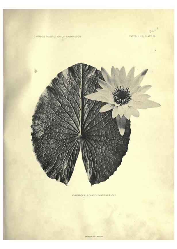 Reproducción/Reproduction 7060886863: The waterlilies:. [Washington]Published by the Carnegie Institution of Washington1905