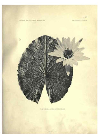 Reproducción/Reproduction 7060886863: The waterlilies:. [Washington]Published by the Carnegie Institution of Washington1905
