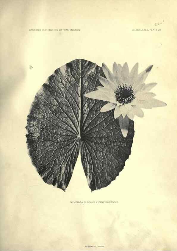 Reproducción/Reproduction 7060886863: The waterlilies:. [Washington]Published by the Carnegie Institution of Washington1905