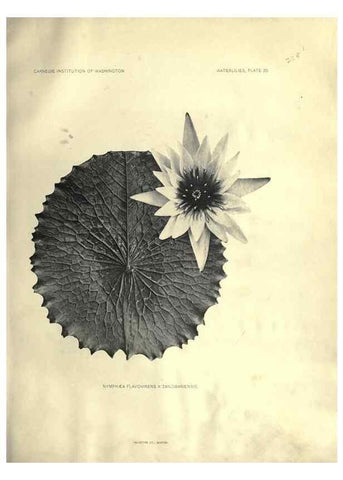 Reproducción/Reproduction 7060887403: The waterlilies:. [Washington]Published by the Carnegie Institution of Washington1905