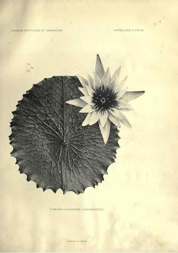 Reproducción/Reproduction 7060887403: The waterlilies:. [Washington]Published by the Carnegie Institution of Washington1905