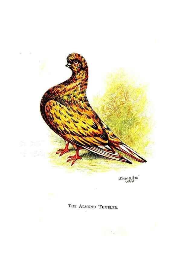 Reproducción/Reproduction 7064184559: The pleasures of a pigeon-fancier.. London,S. Low, Marston, Searle, & Rivington,1886.