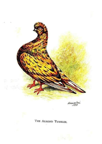 Reproducción/Reproduction 7064184559: The pleasures of a pigeon-fancier.. London,S. Low, Marston, Searle, & Rivington,1886.