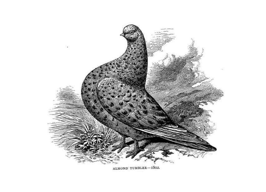 Reproducción/Reproduction 7064186167: The pleasures of a pigeon-fancier.. London,S. Low, Marston, Searle, & Rivington,1886.