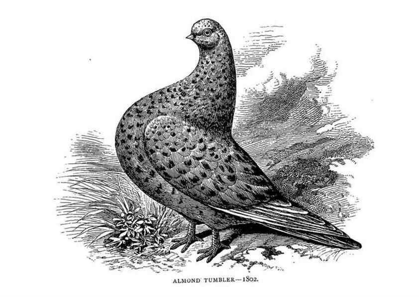 Reproducción/Reproduction 7064186167: The pleasures of a pigeon-fancier.. London,S. Low, Marston, Searle, & Rivington,1886.