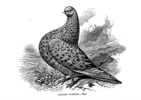 Reproducción/Reproduction 7064186167: The pleasures of a pigeon-fancier.. London,S. Low, Marston, Searle, & Rivington,1886.