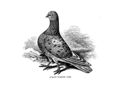Reproducción/Reproduction 6918108346: The pleasures of a pigeon-fancier.. London,S. Low, Marston, Searle, & Rivington,1886.