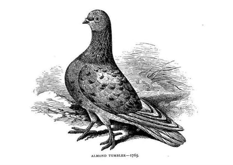 Reproducción/Reproduction 6918108346: The pleasures of a pigeon-fancier.. London,S. Low, Marston, Searle, & Rivington,1886.