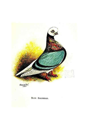 Reproducción/Reproduction 6918108768: The pleasures of a pigeon-fancier.. London,S. Low, Marston, Searle, & Rivington,1886.