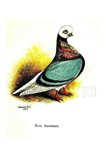 Reproducción/Reproduction 6918108768: The pleasures of a pigeon-fancier.. London,S. Low, Marston, Searle, & Rivington,1886.