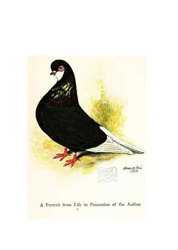 Reproducción/Reproduction 7064187675: The pleasures of a pigeon-fancier.. London,S. Low, Marston, Searle, & Rivington,1886.