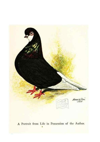 Reproducción/Reproduction 7064187675: The pleasures of a pigeon-fancier.. London,S. Low, Marston, Searle, & Rivington,1886.
