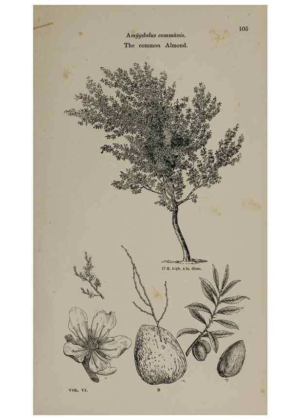 Reproducción/Reproduction 6918221496: Arboretum et fruticetum britannicum, or :. London :J.C. Loudon,1844.