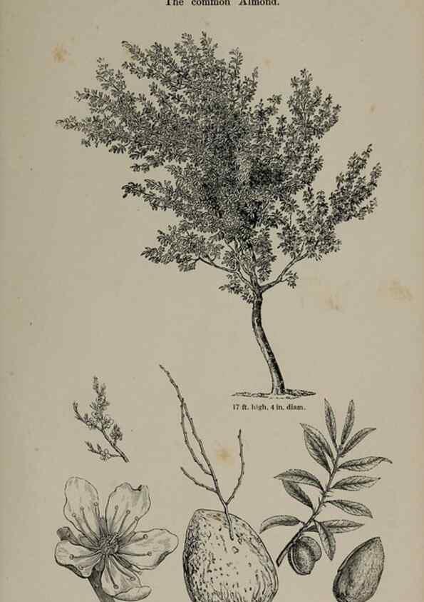 Reproducción/Reproduction 6918221496: Arboretum et fruticetum britannicum, or :. London :J.C. Loudon,1844.