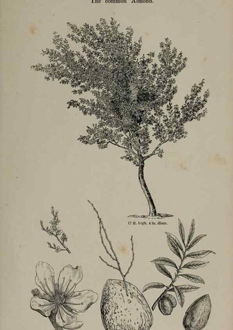 Reproducción/Reproduction 6918221496: Arboretum et fruticetum britannicum, or :. London :J.C. Loudon,1844.