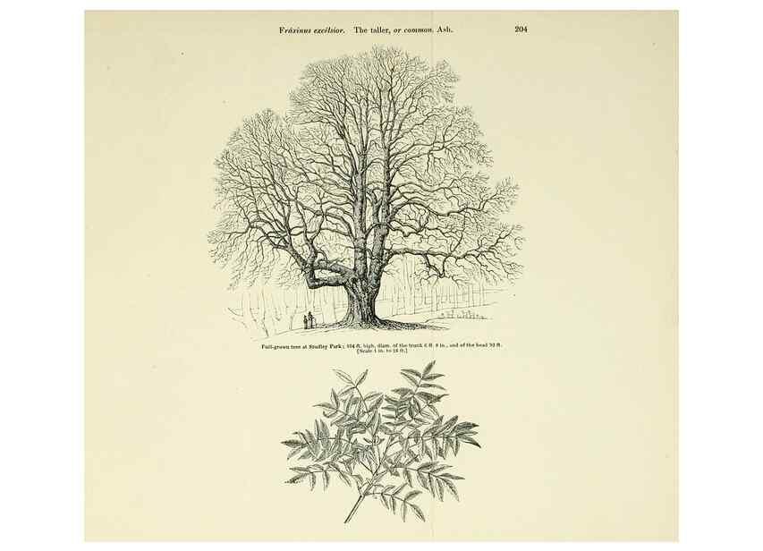 Reproducción/Reproduction 7064353165: Arboretum et fruticetum britannicum, or :. London :J.C. Loudon,1844.