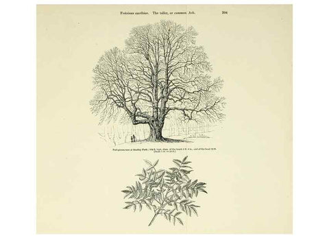 Reproducción/Reproduction 7064353165: Arboretum et fruticetum britannicum, or :. London :J.C. Loudon,1844.