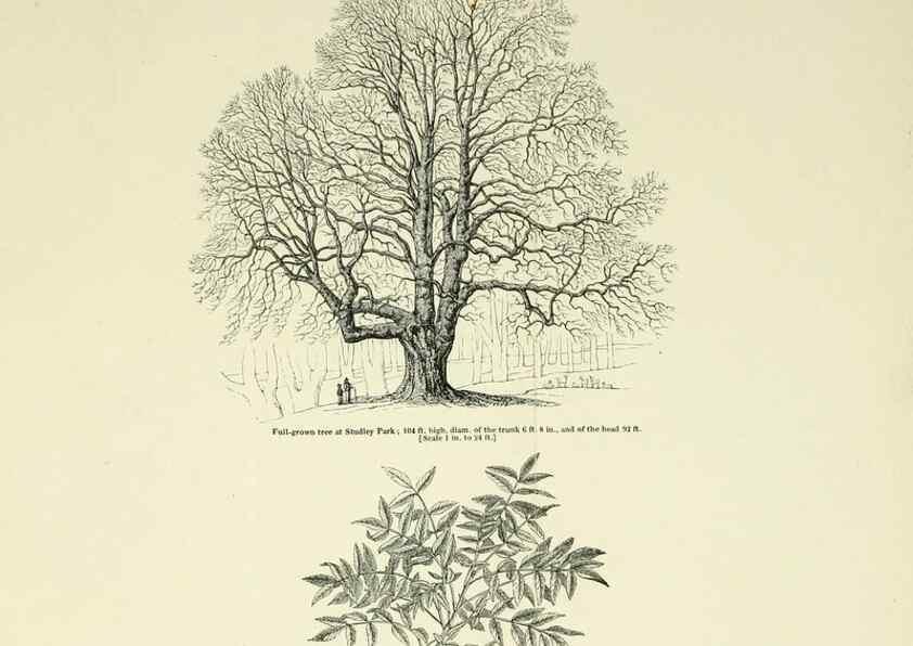 Reproducción/Reproduction 7064353165: Arboretum et fruticetum britannicum, or :. London :J.C. Loudon,1844.