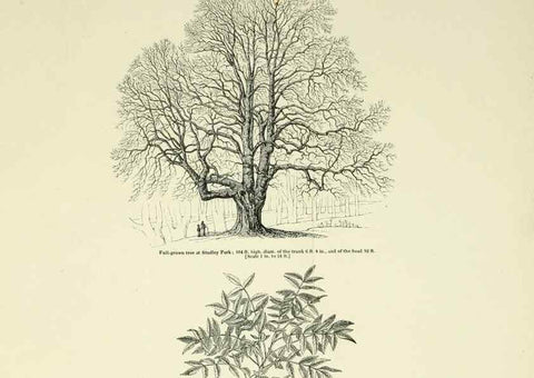 Reproducción/Reproduction 7064353165: Arboretum et fruticetum britannicum, or :. London :J.C. Loudon,1844.