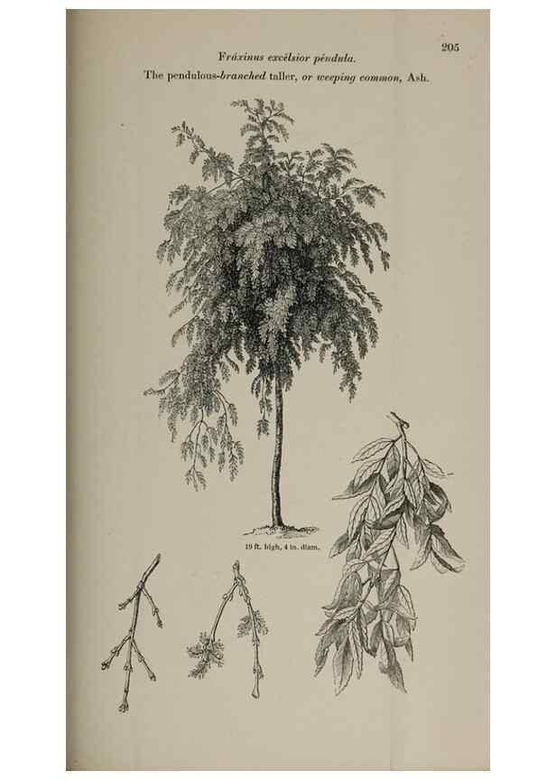 Reproducción/Reproduction 6918275596: Arboretum et fruticetum britannicum, or :. London :J.C. Loudon,1844.