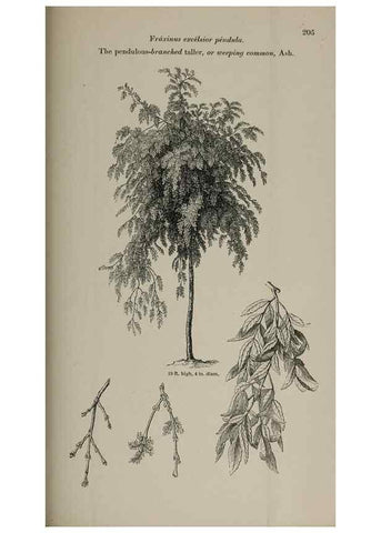 Reproducción/Reproduction 6918275596: Arboretum et fruticetum britannicum, or :. London :J.C. Loudon,1844.