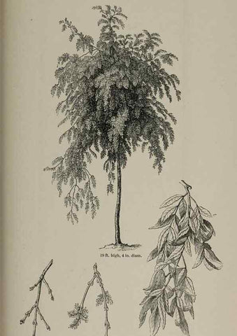 Reproducción/Reproduction 6918275596: Arboretum et fruticetum britannicum, or :. London :J.C. Loudon,1844.