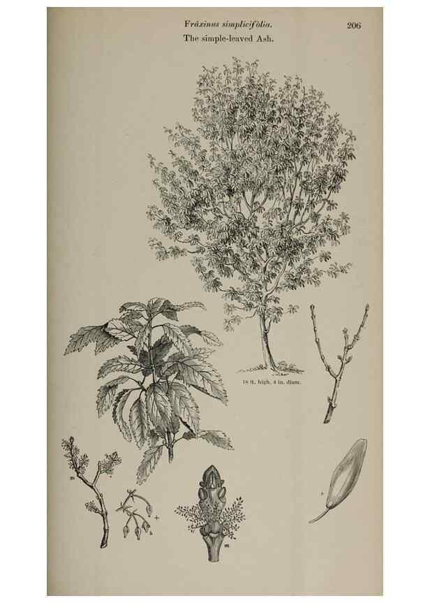 Reproducción/Reproduction 7064354029: Arboretum et fruticetum britannicum, or :. London :J.C. Loudon,1844.