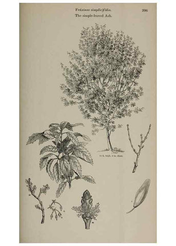 Reproducción/Reproduction 7064354029: Arboretum et fruticetum britannicum, or :. London :J.C. Loudon,1844.