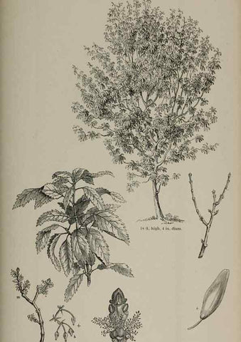Reproducción/Reproduction 7064354029: Arboretum et fruticetum britannicum, or :. London :J.C. Loudon,1844.