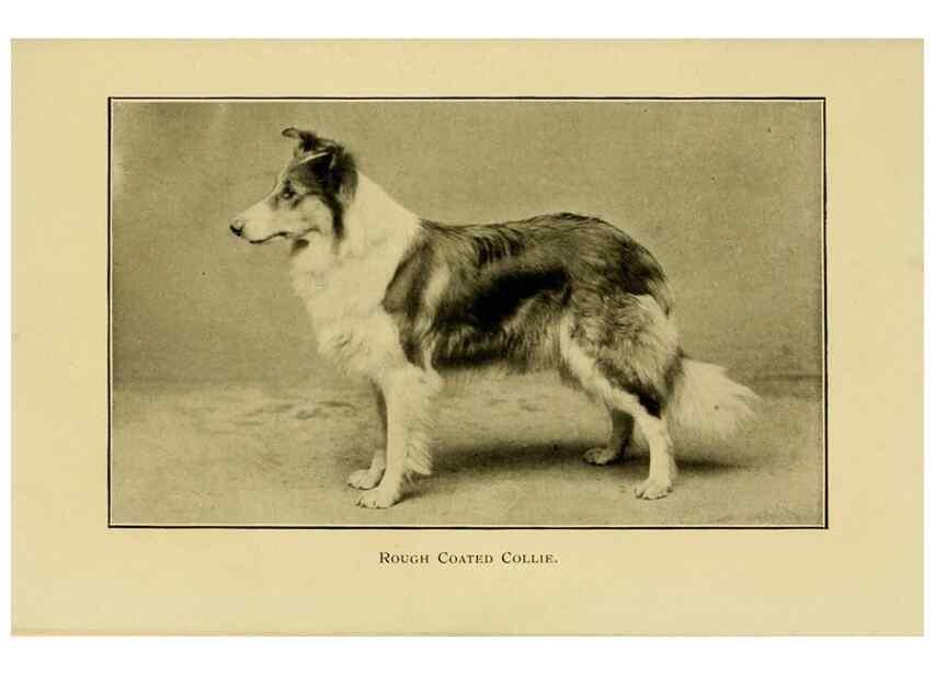 Reproducción/Reproduction 7105917731: The dog in health, accident, and disease,. Philadelphia,H. Altemus company[c1908]