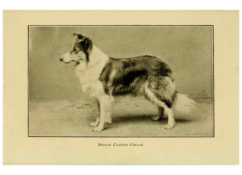 Reproducción/Reproduction 7105917731: The dog in health, accident, and disease,. Philadelphia,H. Altemus company[c1908]