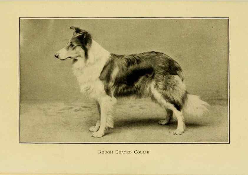 Reproducción/Reproduction 7105917731: The dog in health, accident, and disease,. Philadelphia,H. Altemus company[c1908]