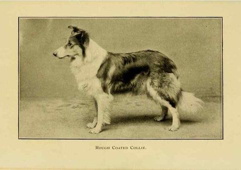 Reproducción/Reproduction 7105917731: The dog in health, accident, and disease,. Philadelphia,H. Altemus company[c1908]