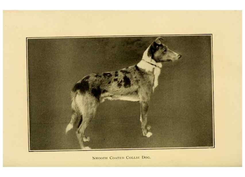 Reproducción/Reproduction 7105918589: The dog in health, accident, and disease,. Philadelphia,H. Altemus company[c1908]