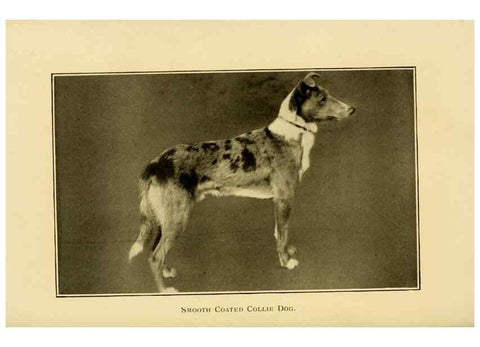 Reproducción/Reproduction 7105918589: The dog in health, accident, and disease,. Philadelphia,H. Altemus company[c1908]