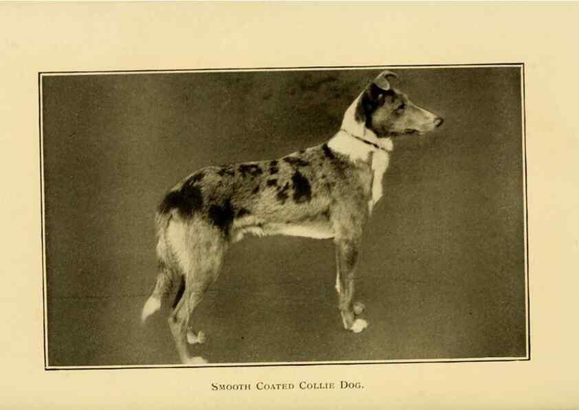 Reproducción/Reproduction 7105918589: The dog in health, accident, and disease,. Philadelphia,H. Altemus company[c1908]