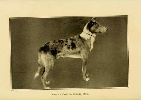 Reproducción/Reproduction 7105918589: The dog in health, accident, and disease,. Philadelphia,H. Altemus company[c1908]